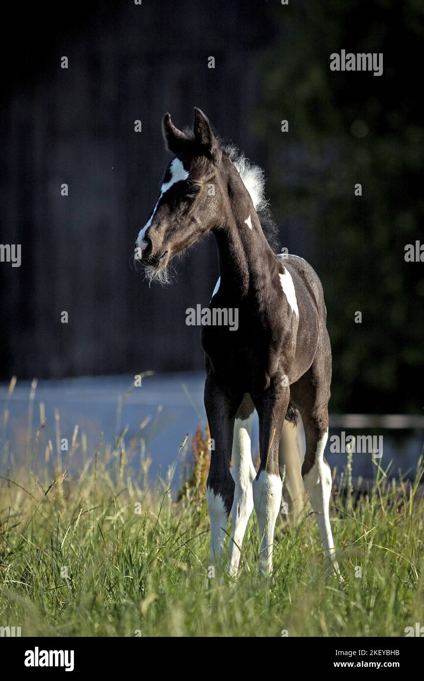 Baroque-Pinto-Trotter Foal Banque D'Images
