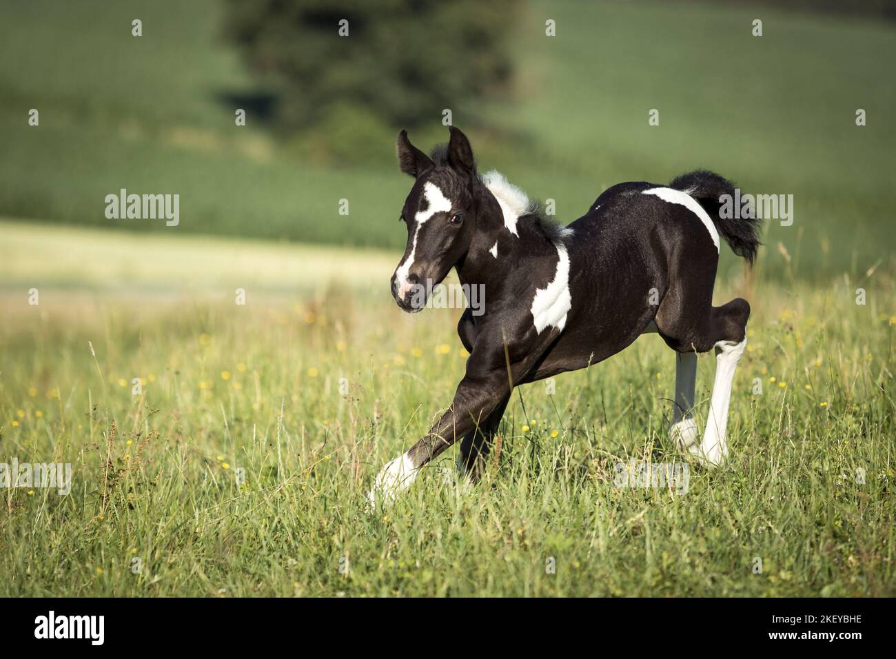 Baroque-Pinto-Trotter Foal Banque D'Images