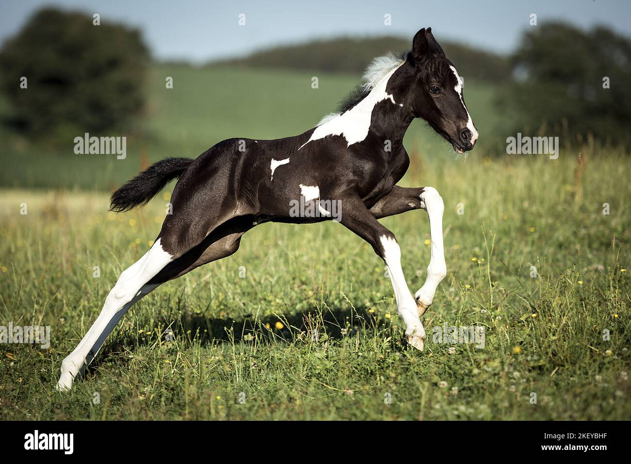 Baroque-Pinto-Trotter Foal Banque D'Images