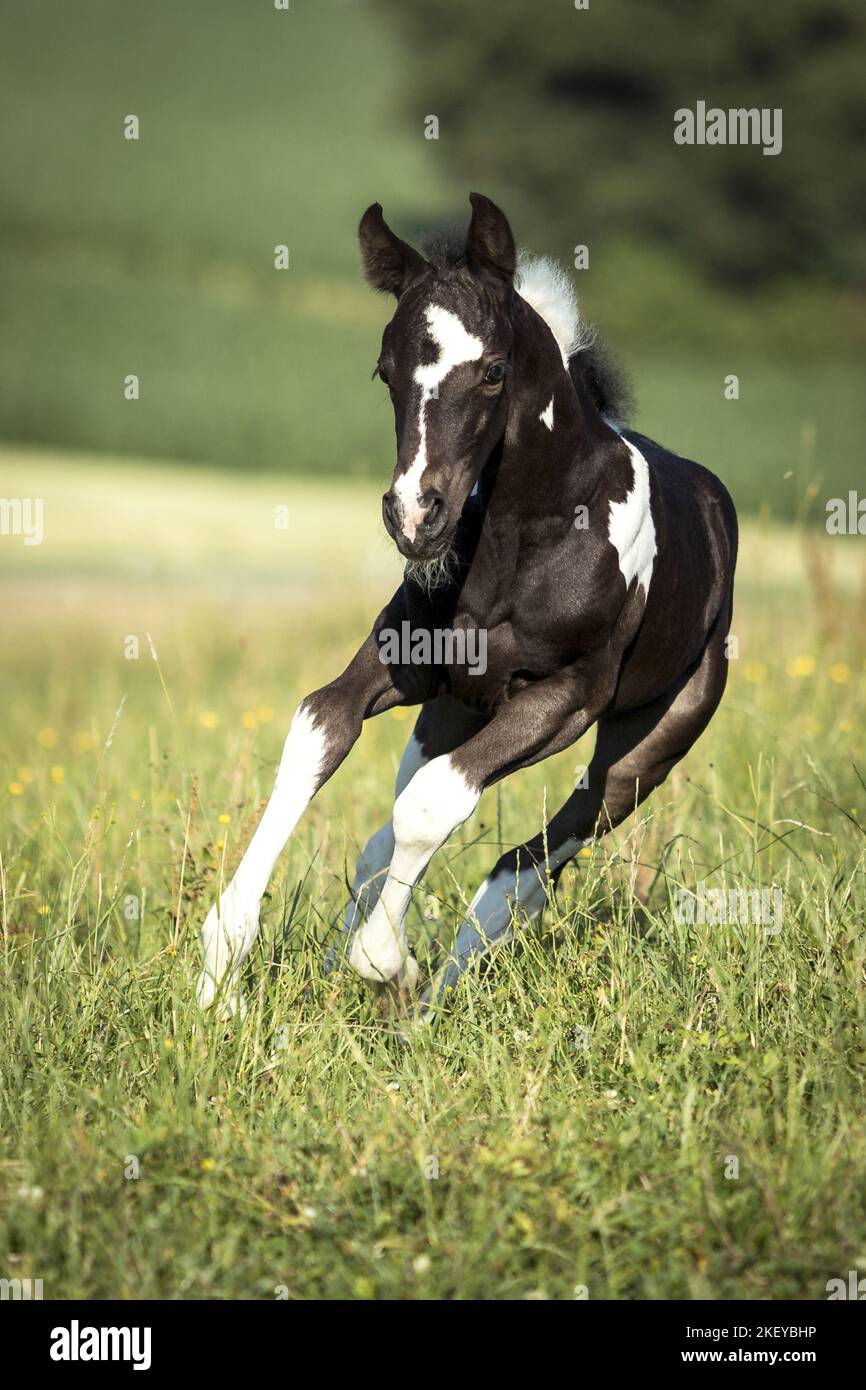 Baroque-Pinto-Trotter Foal Banque D'Images