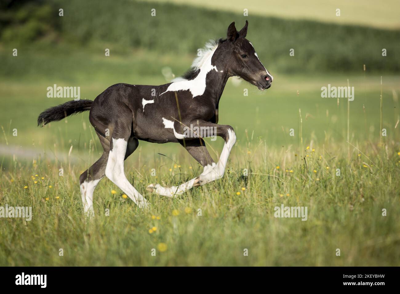 Baroque-Pinto-Trotter Foal Banque D'Images