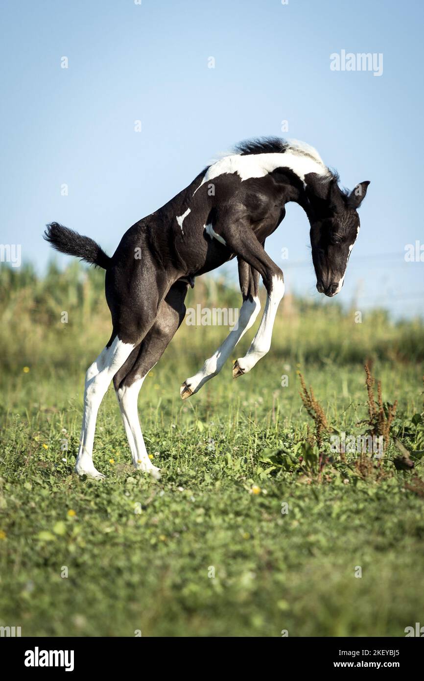 Baroque-Pinto-Trotter Foal Banque D'Images