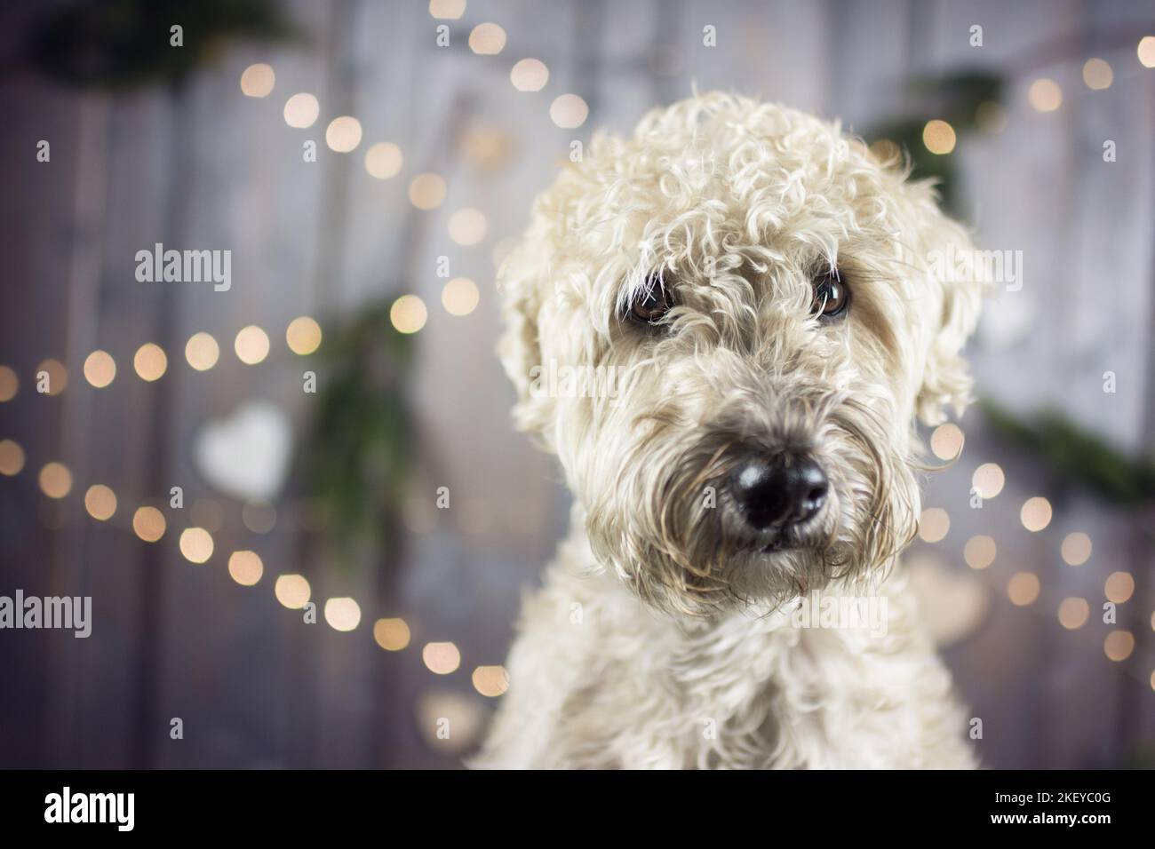 Irish Soft Coated Wheaten Terrier Banque D'Images