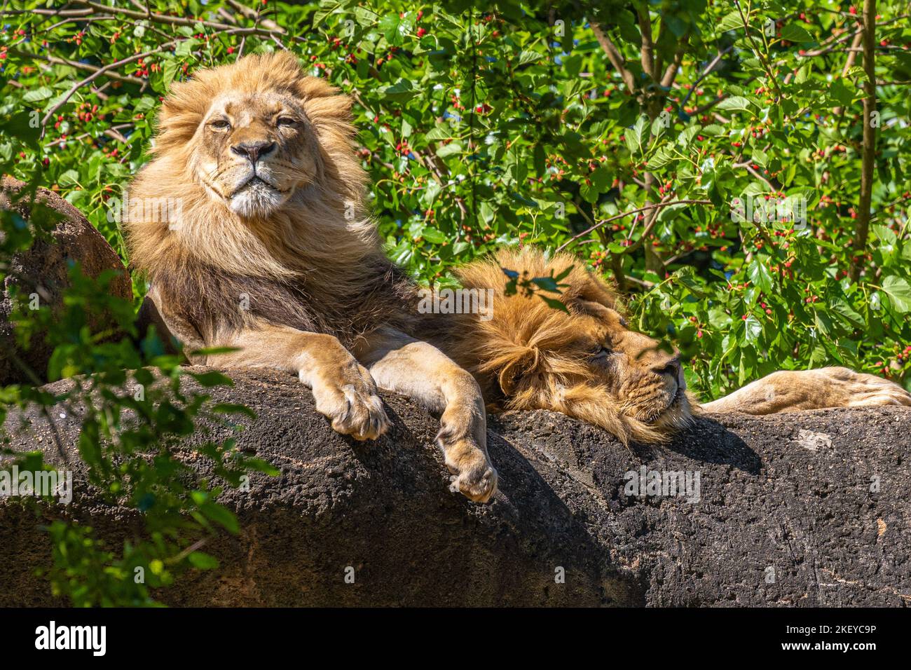 Des lions africains (Panthera leo) se bronzant sur des rochers au zoo d'Atlanta à Atlanta, en Géorgie. (ÉTATS-UNIS) Banque D'Images