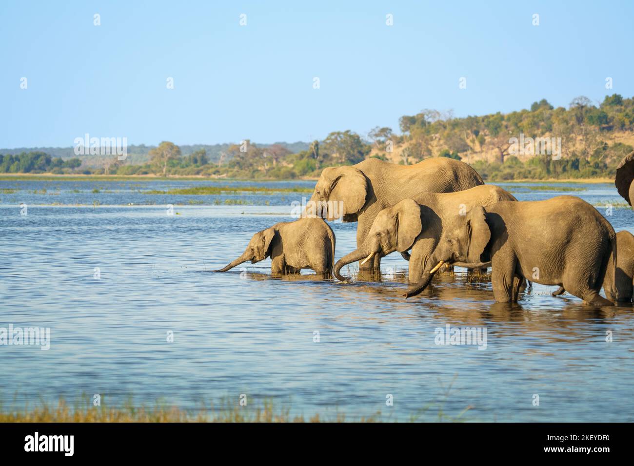 Troupeau d'éléphants (Loxodonta africana), traversant une rivière en Afrique. Vue latérale des animaux sauvages dans l'eau. Parc national de Chobe, Botswana Banque D'Images