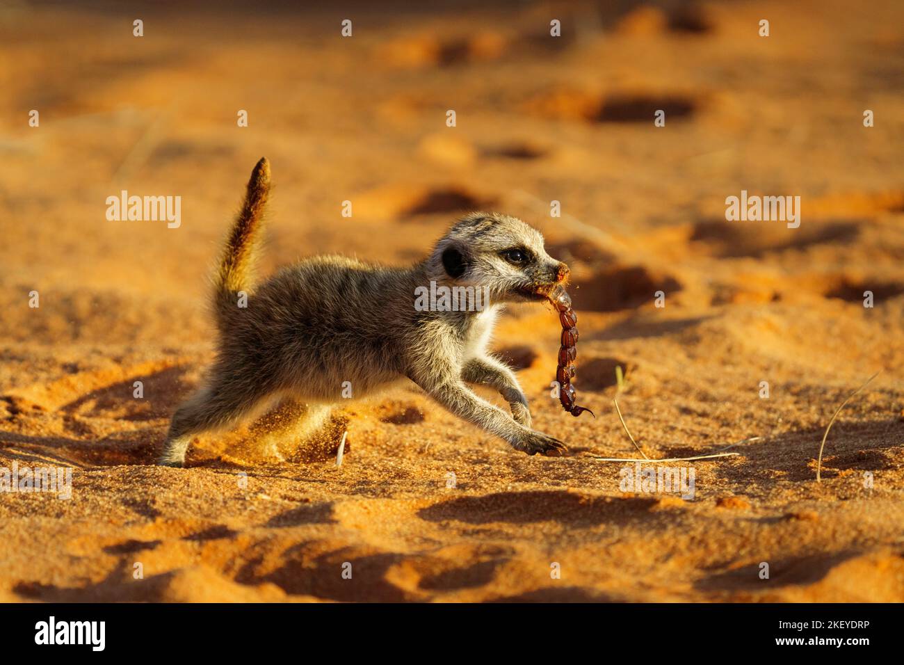 Le bébé Meerkat (Suricata suricata) avec le scorpion dans sa bouche traverse une dune de sable rouge dans le Kalahari. Afrique du Sud Banque D'Images