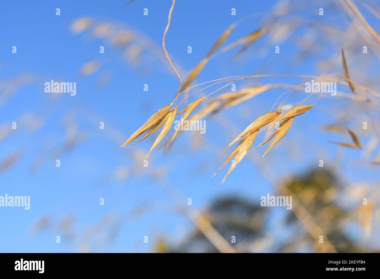 Soleil embrasse l'herbe dorée Banque D'Images