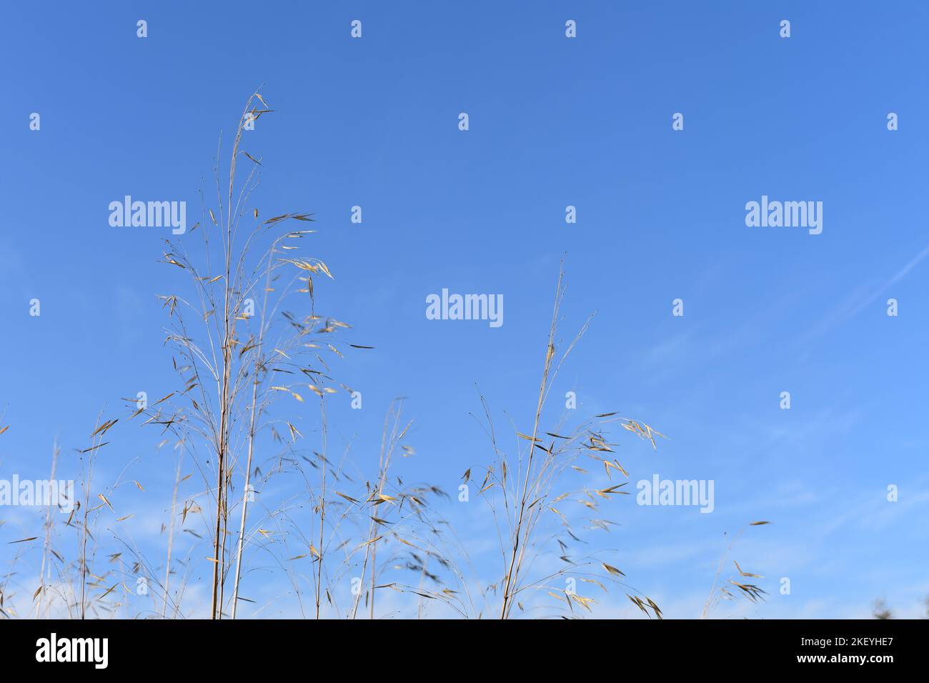 Soleil embrasse l'herbe dorée Banque D'Images