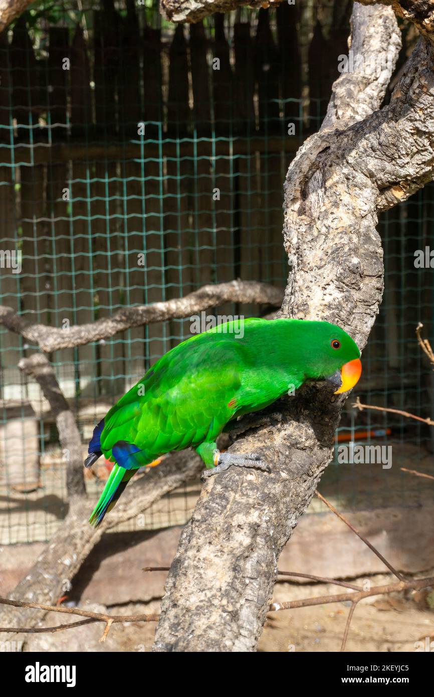 Perroquet vert et rouge noble Eclectus roratus sur une branche Banque D'Images