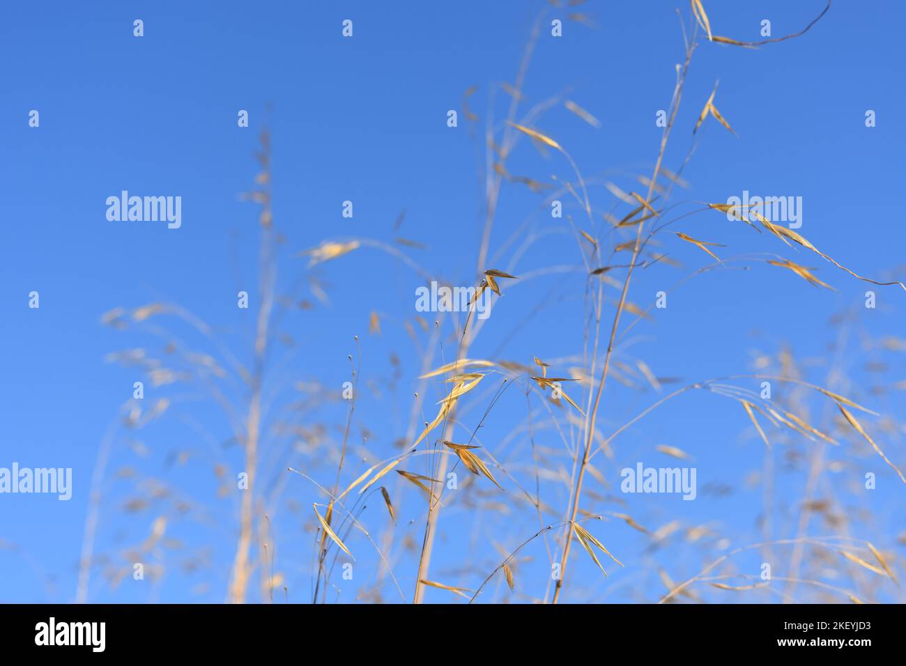 Soleil embrasse l'herbe dorée Banque D'Images