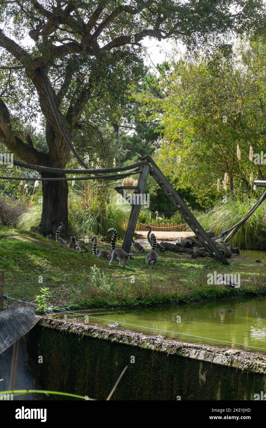 La famille Lemur catta dans le parc de safari Badoca Banque D'Images