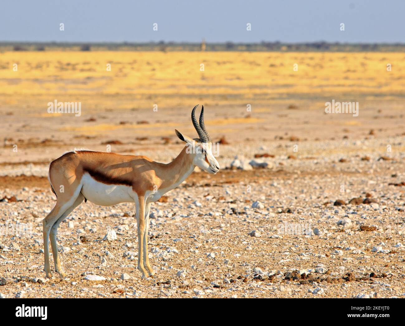 Springbok isolé éclairé par la lumière du soleil dorée sur les plaines ouvertes africaines dans le parc national d'Etosha, Banque D'Images