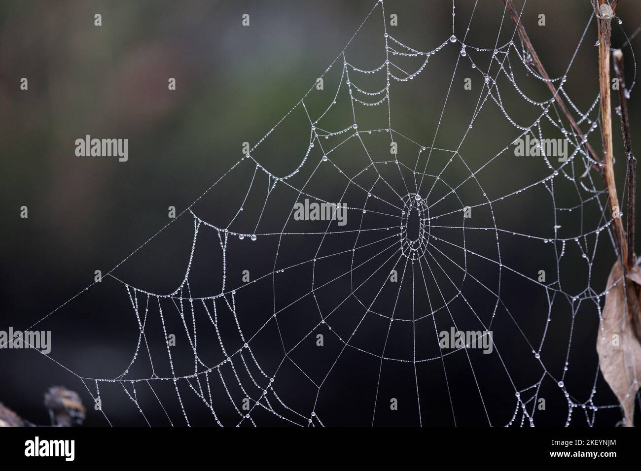 Gros plan vue d'un Dew Coated Spiders Web, Royaume-Uni Banque D'Images