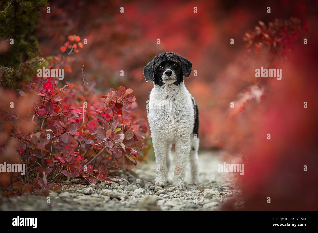 Caniche standard royale Banque D'Images