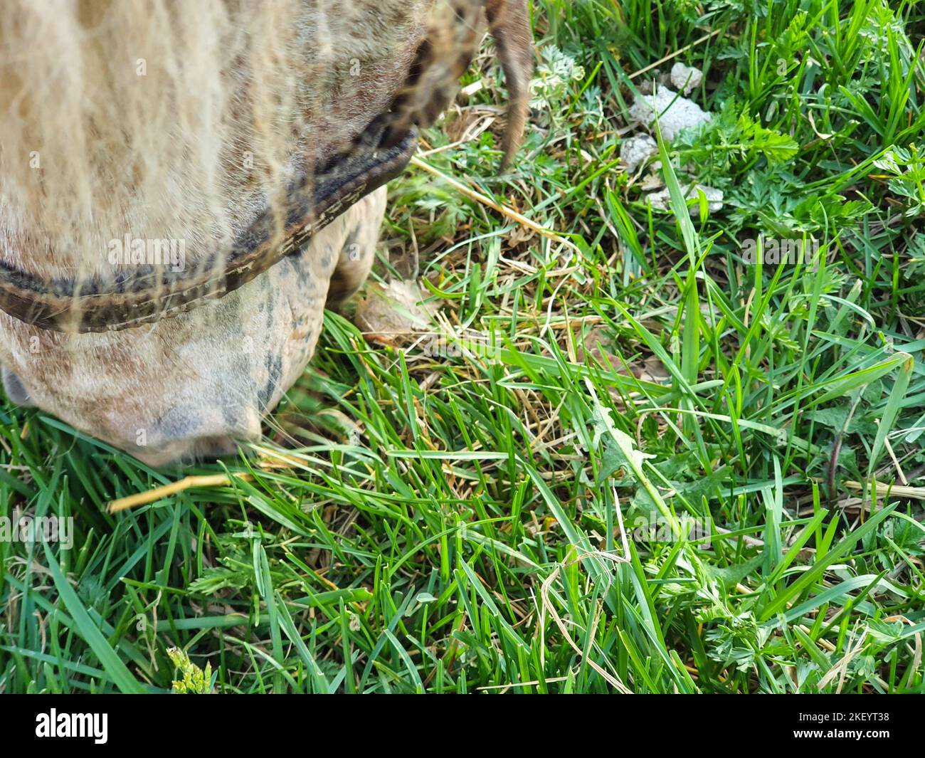 Poney brun mangeant de l'herbe verte. Gros plan Banque D'Images