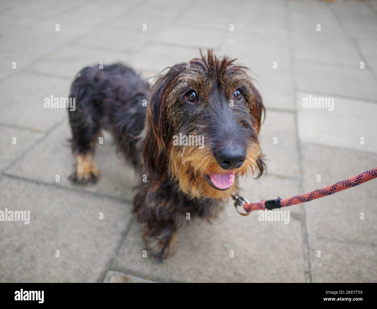 Portrait d'un chien de daschund à poil dur standard en laisse à l'extérieur dans la rue Banque D'Images