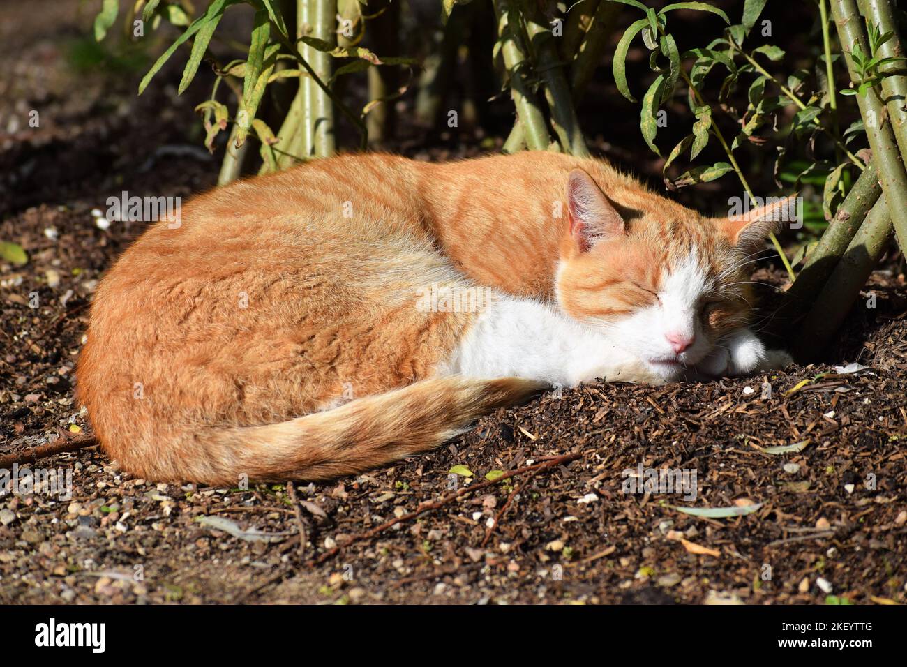 Un joli chat de rue qui dormait au sol au zoo d'Odense, au Danemark Banque D'Images