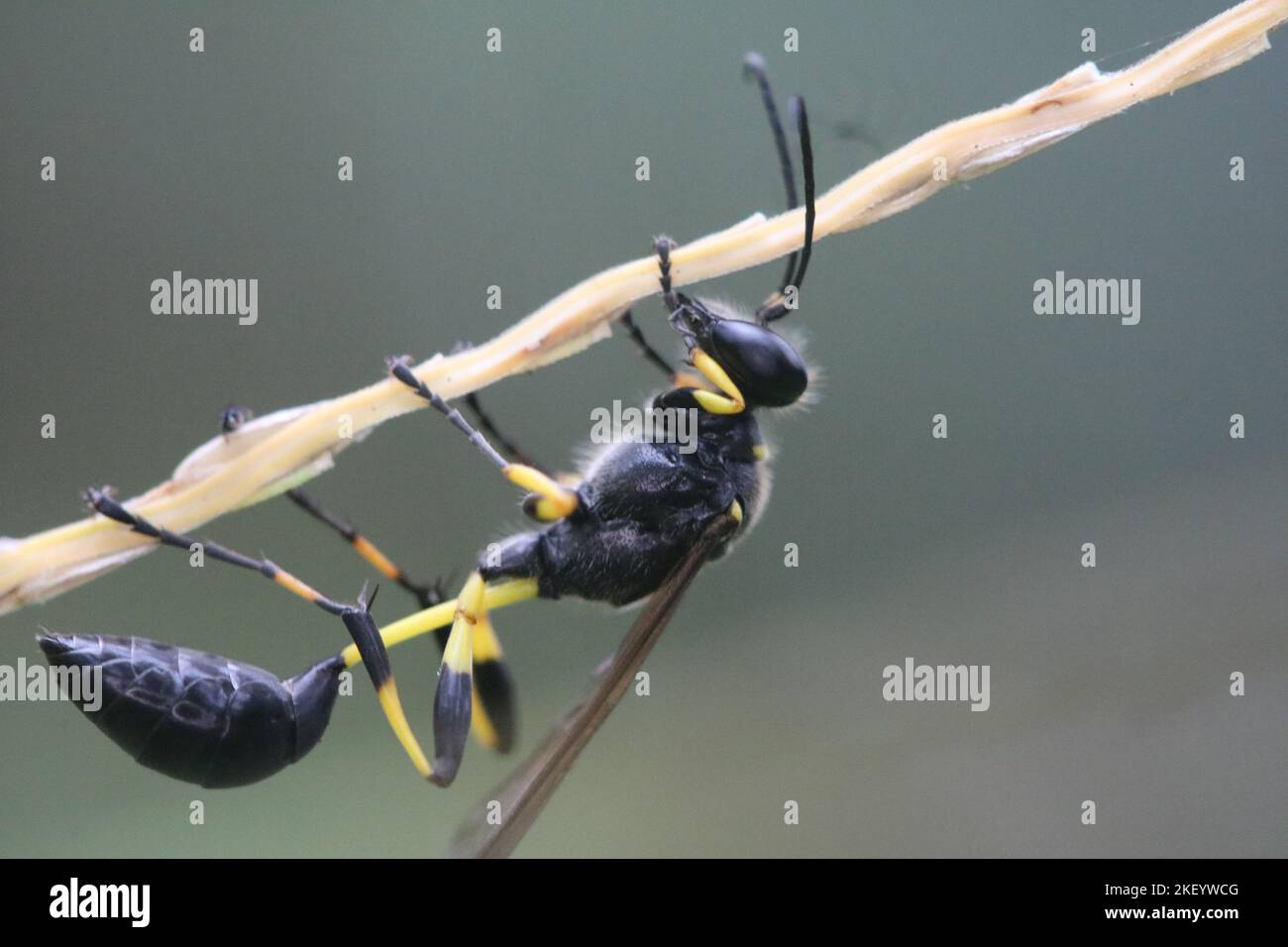 Noir et jaune Sceliphron destilatorium belle boue dauber Wasp est accroché sur un petit bâton. Des jambes fortes. Sélectif sur les yeux et le dos. Banque D'Images