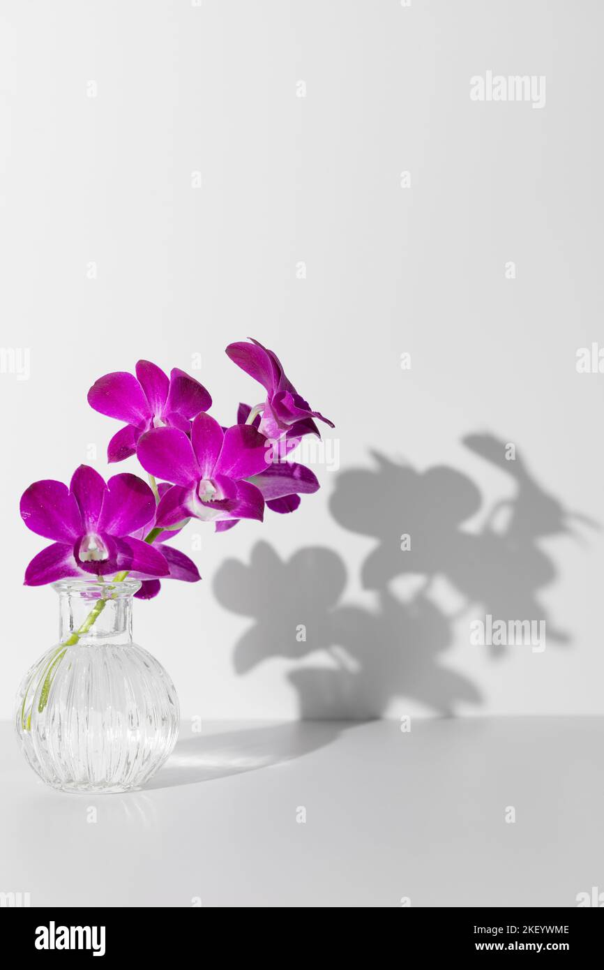 Branche d'orchidée pourpre en fleurs dans l'eau dans un vase transparent sur fond blanc, espace libre de copie. Afficher sur le mur de l'ombre de la fleur Banque D'Images