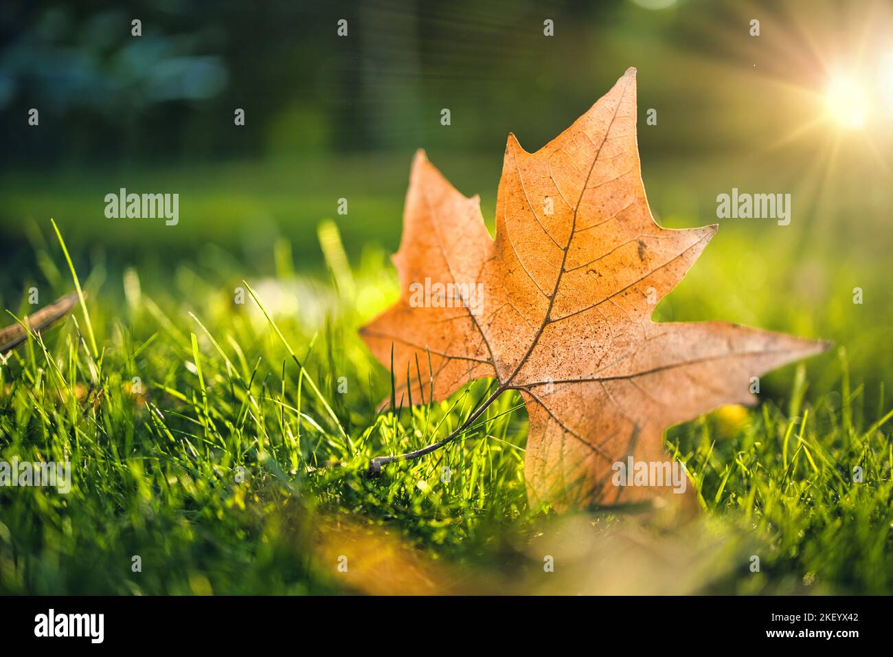Gros plan sur les feuilles d'automne tombées sur l'herbe sous la lumière du matin. Rêve automne nature, flore de près et rayons du soleil. Paysage naturel idyllique Banque D'Images