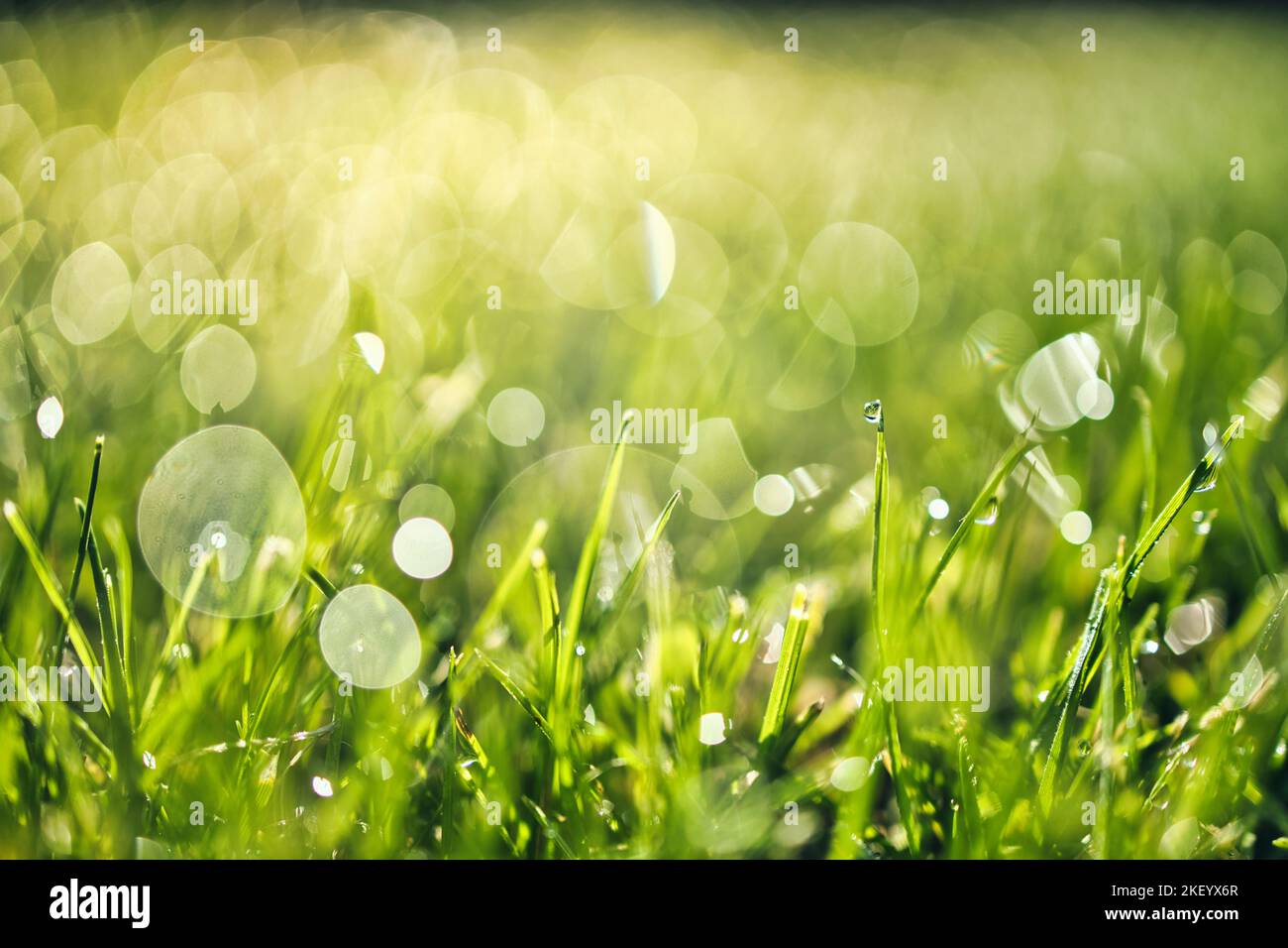 Nature herbe verte luxuriante sur la prairie avec des gouttes d'eau rosée dans la lumière du matin au printemps été en plein air macro de gros plan. Belle image artistique de la nature Banque D'Images