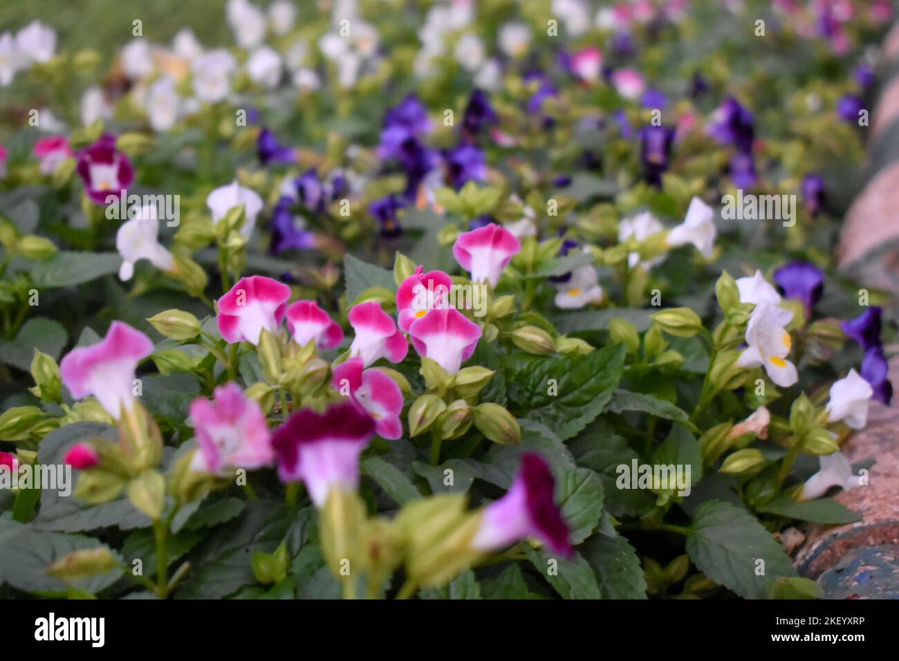 Une exposition vibrante de Torenia fournieri, ou Wishbone Flowers, au jardin botanique de Lalbagh présente des nuances saisissantes de bleu, blanc et rose. Banque D'Images