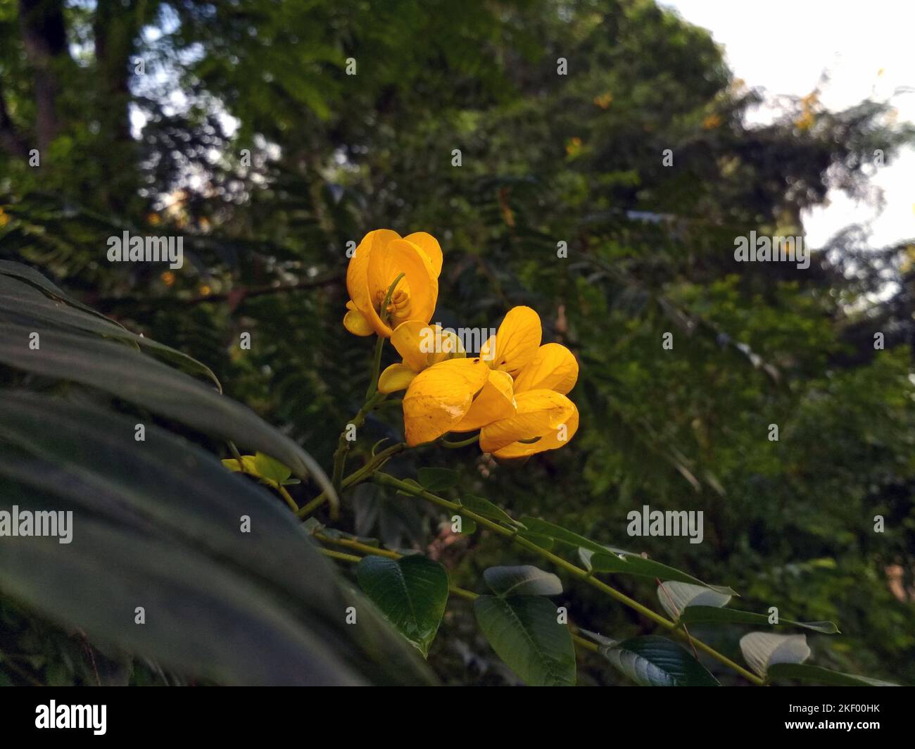 Gros plan de fleurs jaunes de Senna spectabilis sur fond vert. Les pétales groupés et les veines douces contrastent avec le feuillage. Banque D'Images