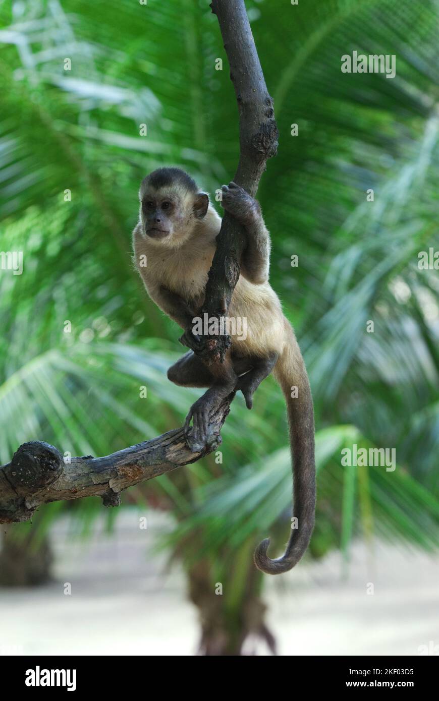 BRÉSIL. NORDESTE. ÉTAT DE MARANHAO. UN SINGE DANS LA MANGROVE DU PARC NATIONAL DE LENCOIS MARANHENSES. UN ENDROIT UNIQUE DANS LE MONDE : BLANC IMMACULÉ Banque D'Images