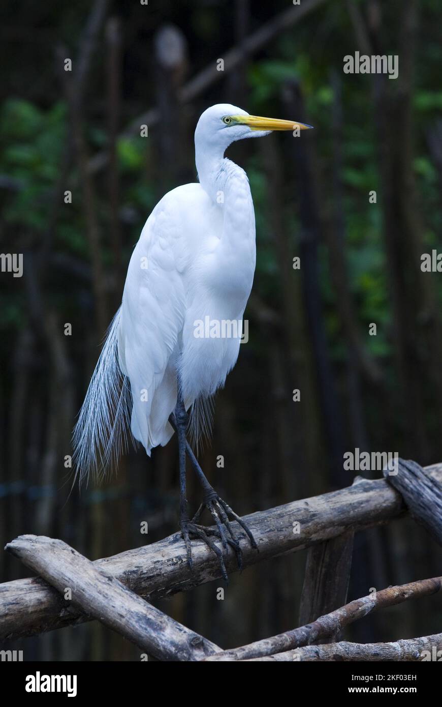 BRÉSIL. NORDESTE. ÉTAT DE MARANHAO. UN AIGRETTE BLANC DANS LA MANGROVE DU PARC NATIONAL DE LENCOIS MARANHENSES. UN ENDROIT UNIQUE DANS LE MONDE : IMMACULÉ W Banque D'Images