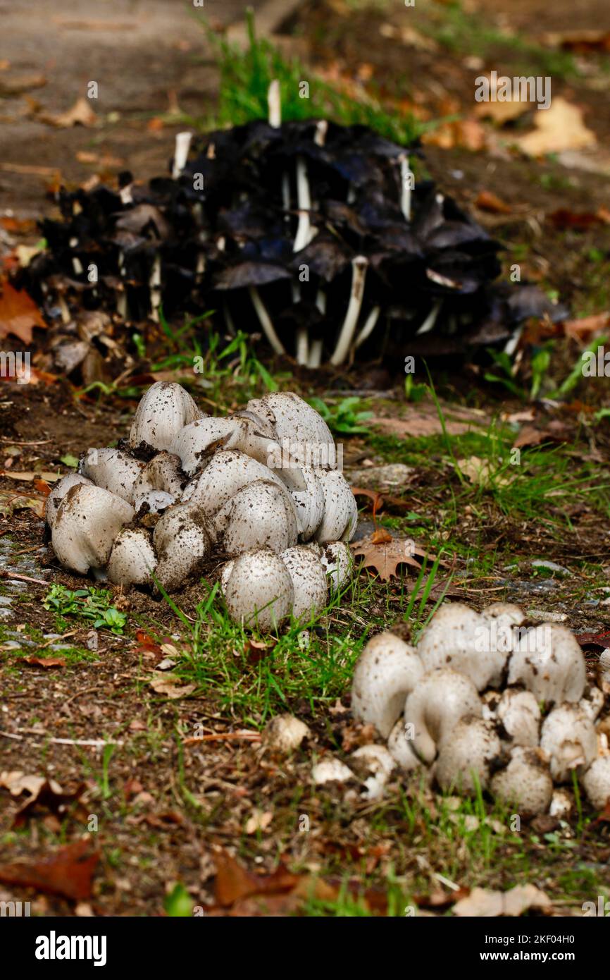 L'espèce Inkcap Coprinopsis romagnésiana montrant les différentes étapes de ce champignon des jeunes calottes jusqu'aux corps noircis plus anciens Banque D'Images