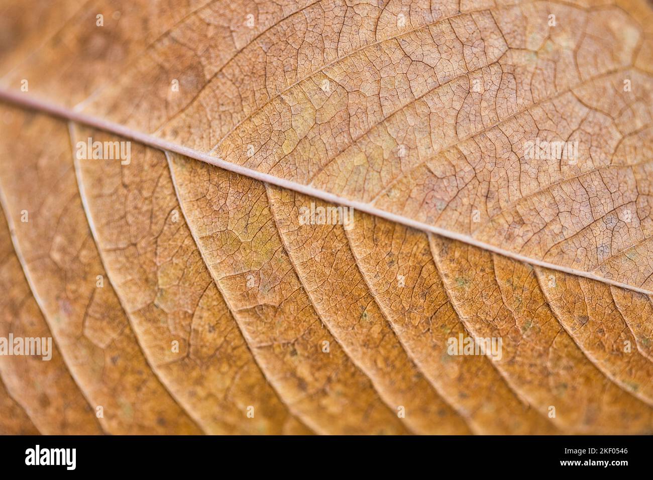 Texture de la feuille sèche et arrière-plan de la nature. Surface du matériau des feuilles brunes. Résumé artistique naturel automne macro, plante de gros plan Banque D'Images