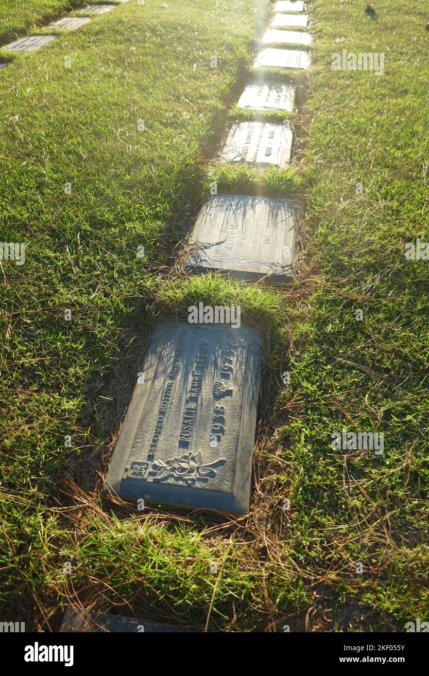 Bambi allen Banque de photographies et d’images à haute résolution Alamy