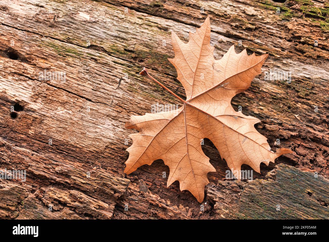 Texture de la feuille sèche et arrière-plan de la nature. Surface du matériau des feuilles brunes. Résumé artistique naturel automne macro, plante de gros plan Banque D'Images