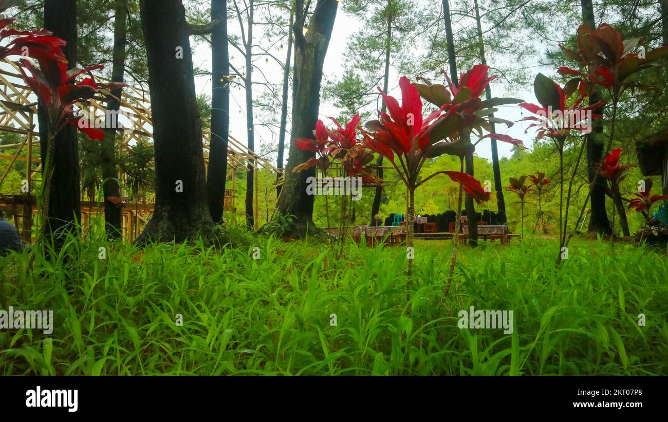 plantes hawaïennes rouges avec herbe verte Banque D'Images