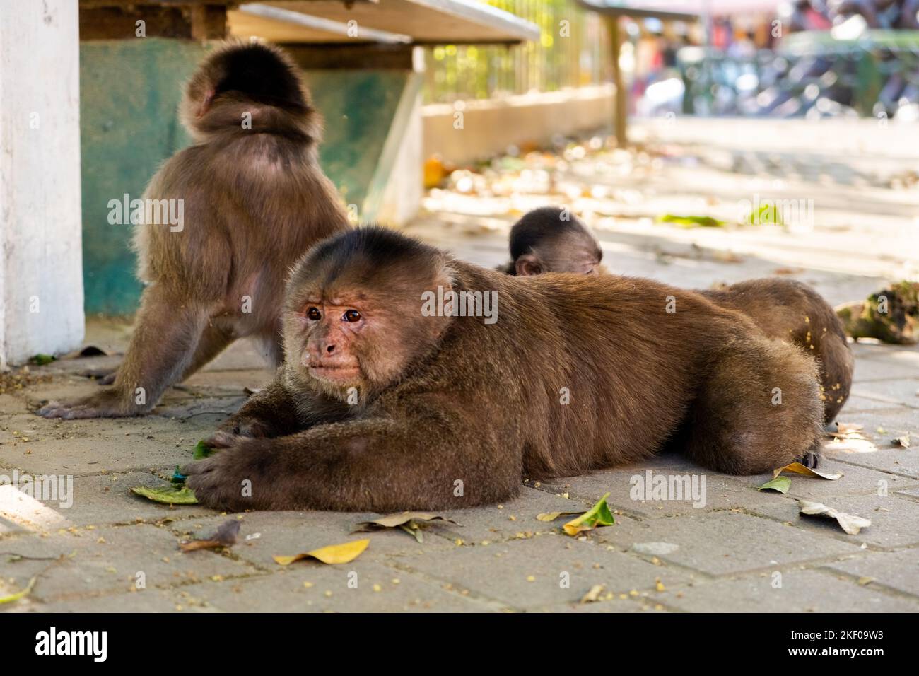 Un singe capucin père et sa famille ont l'air bouleversé dans la rue de Puerto Misahuallí en Equateur Banque D'Images