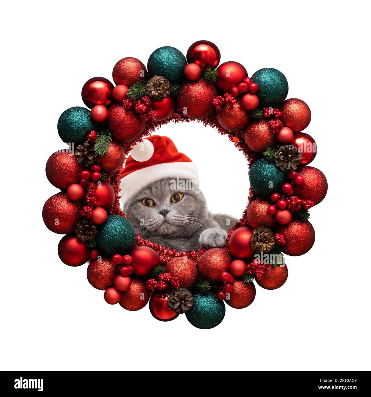 Le chat britannique dans un chapeau de Père Noël regarde la couronne de Noël rouge isolée sur un fond blanc. Jolis chats et décorations du nouvel an. Copier l'espace. SY Banque D'Images