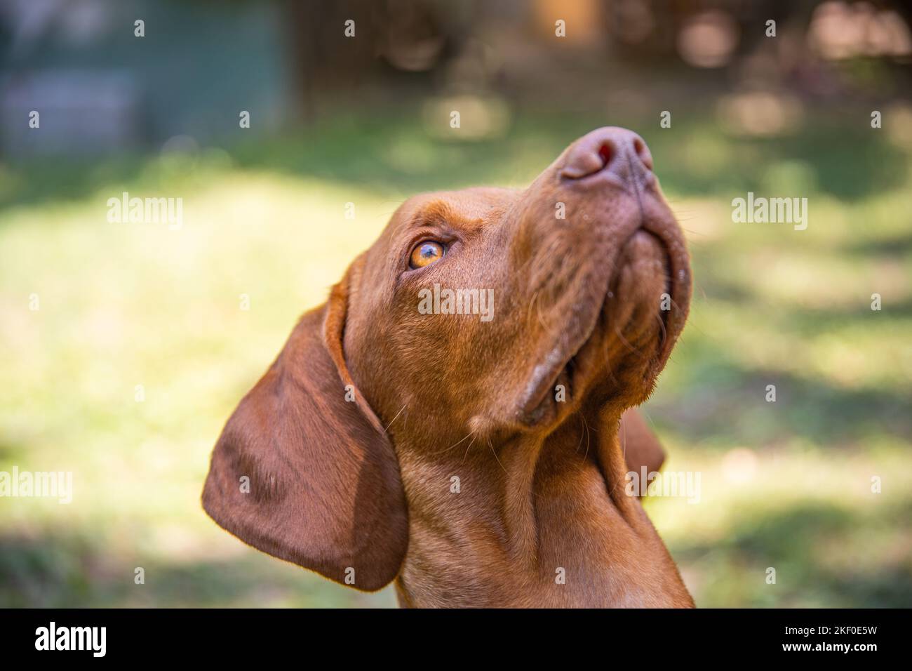 Magnifique portrait de chien hongrois vizsla. Vizsla chien de chasse couché dans un jardin et regardant sur le côté. Arrière-plan chien. Banque D'Images