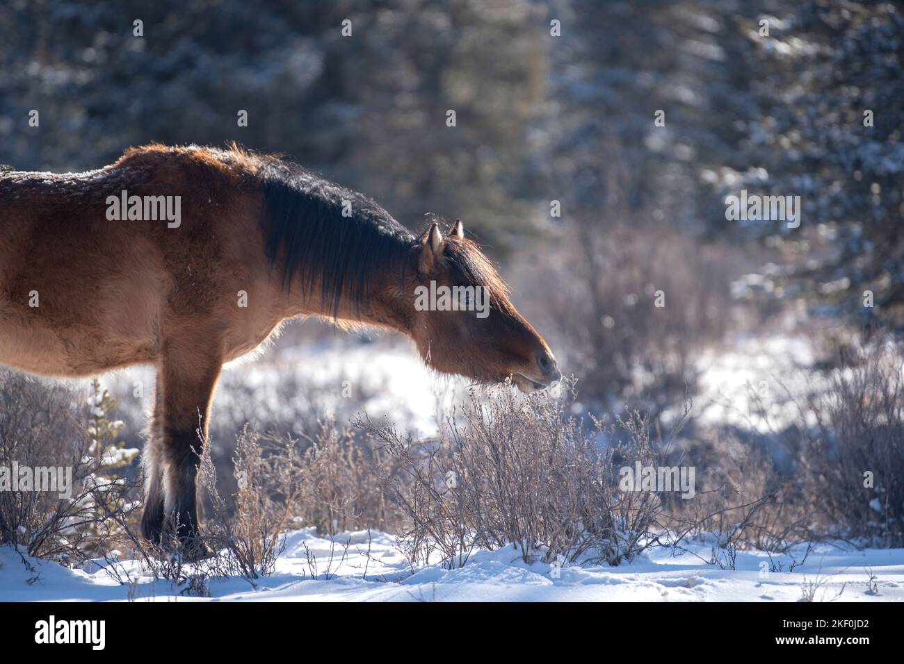 Cheval sauvage canadien Banque D'Images