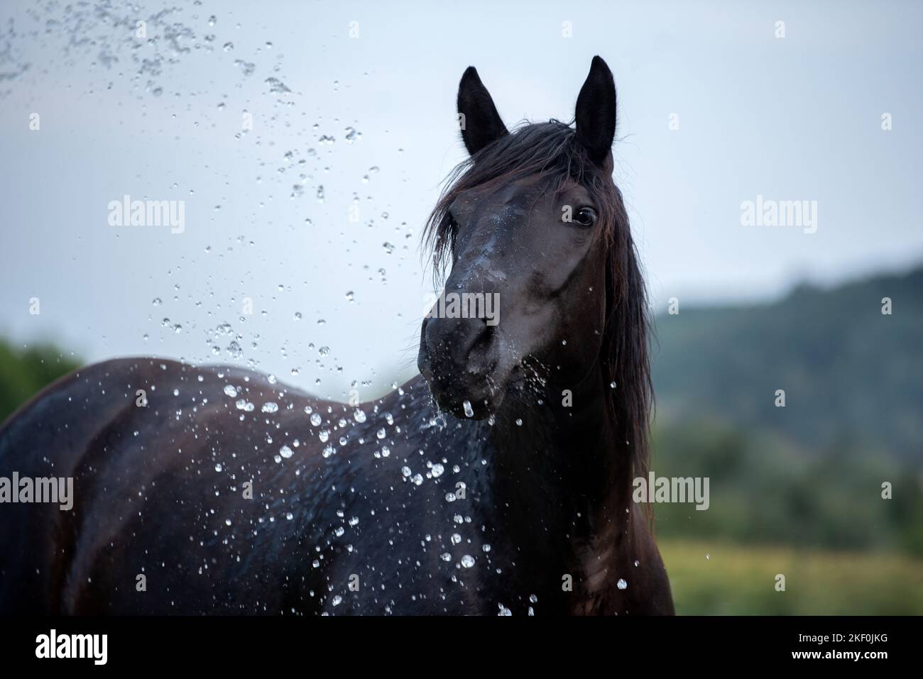 Portrait de Noriker Horse Banque D'Images