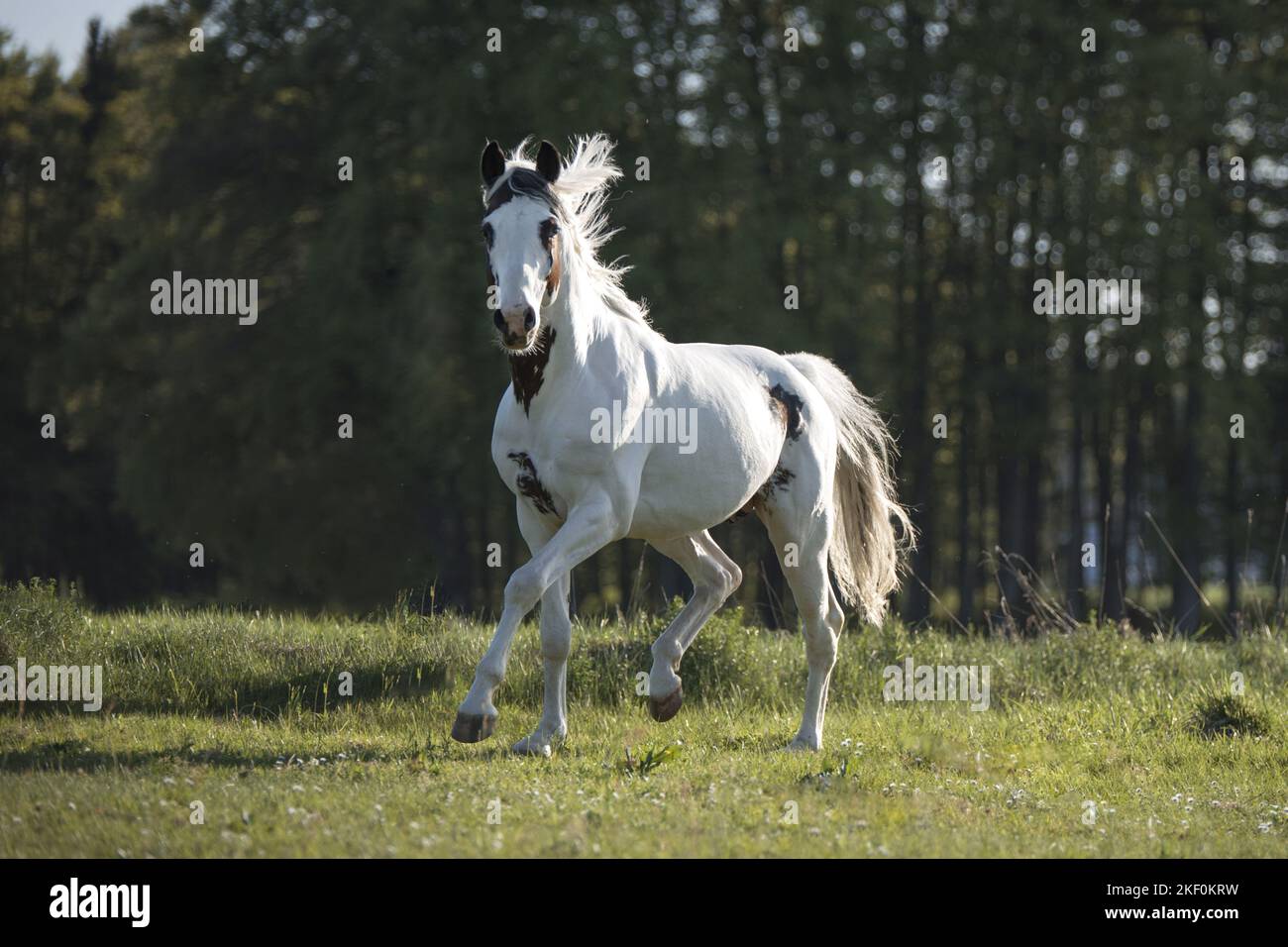 trot Pinto Banque D'Images