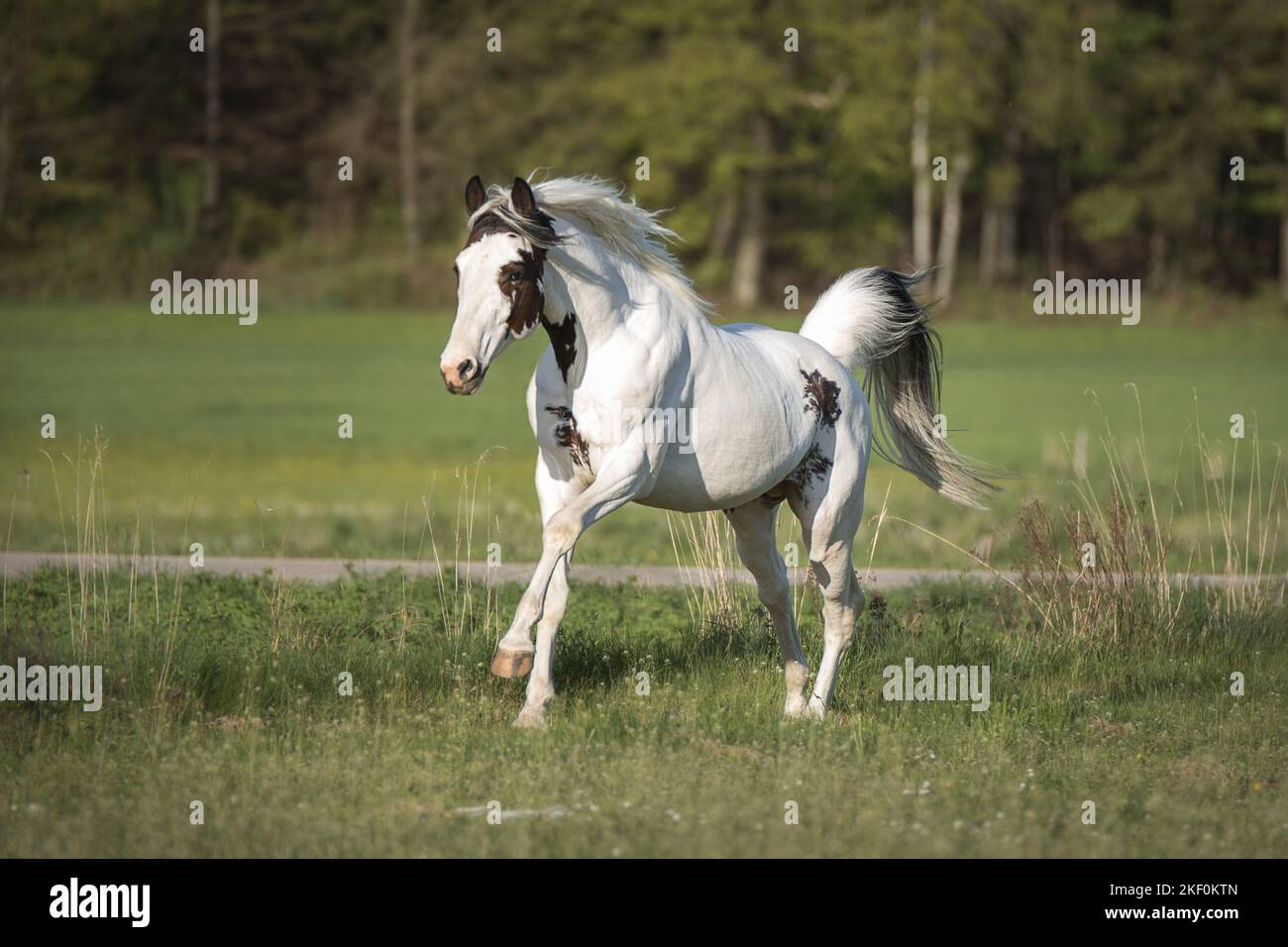 Pinto au galop Banque D'Images