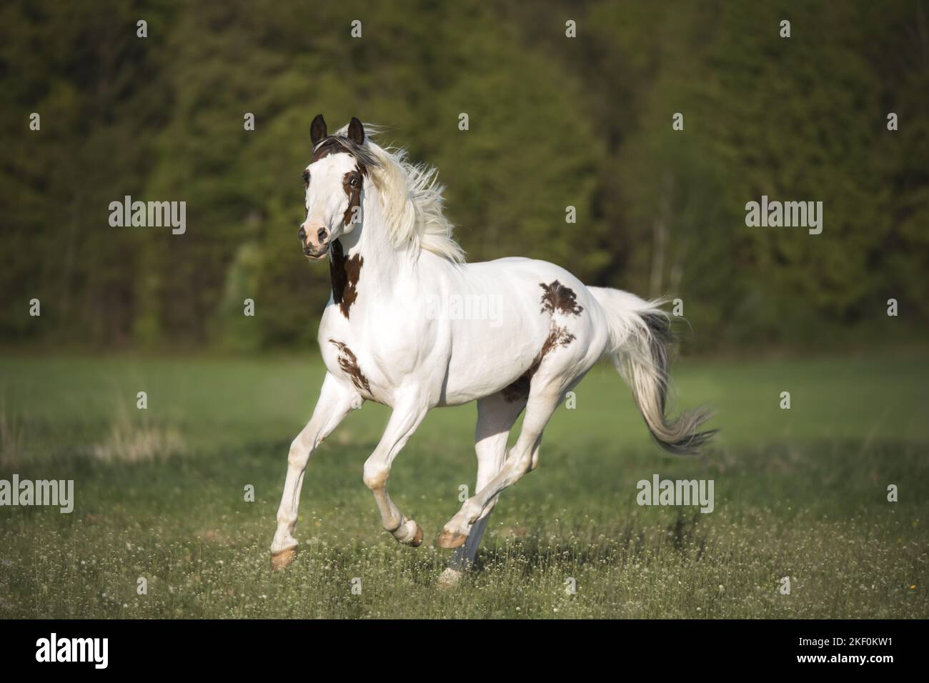 Pinto au galop Banque D'Images