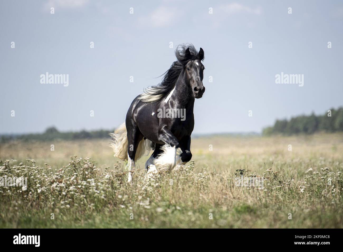 Étalon de Tinker irlandais galopant Banque D'Images