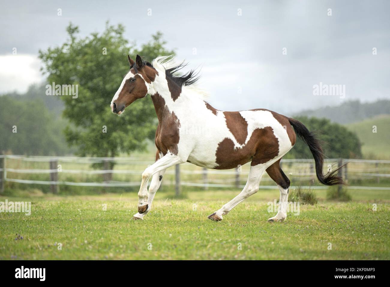 Pinto au galop Banque D'Images