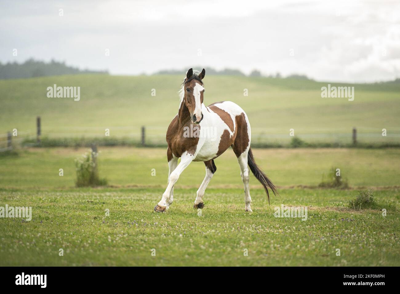 trot Pinto Banque D'Images