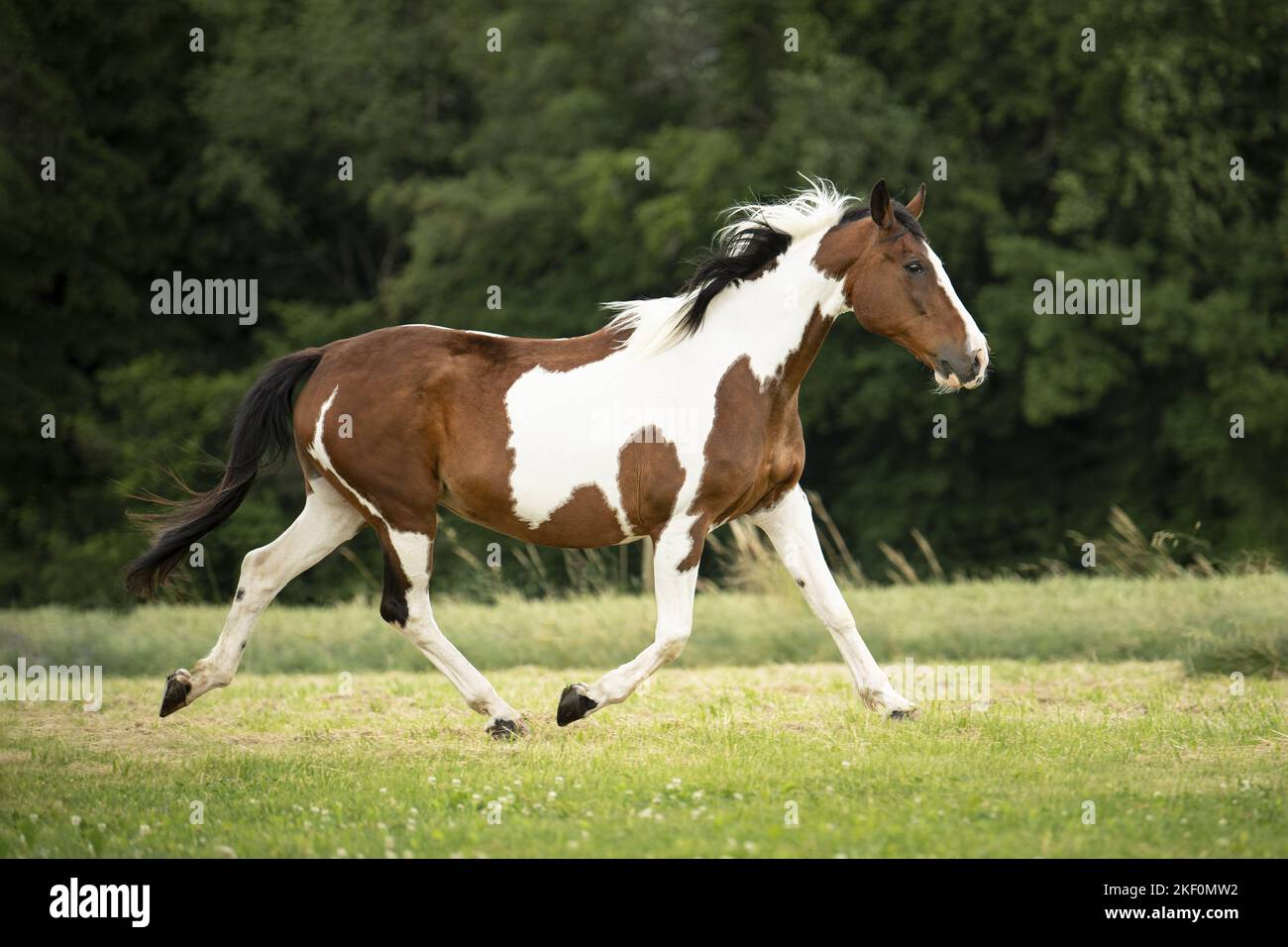 trot Pinto Banque D'Images