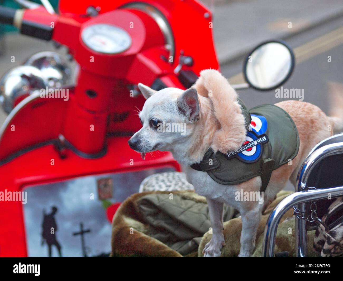 Un chien mod est assis sur un scooter rouge à Brighton Banque D'Images