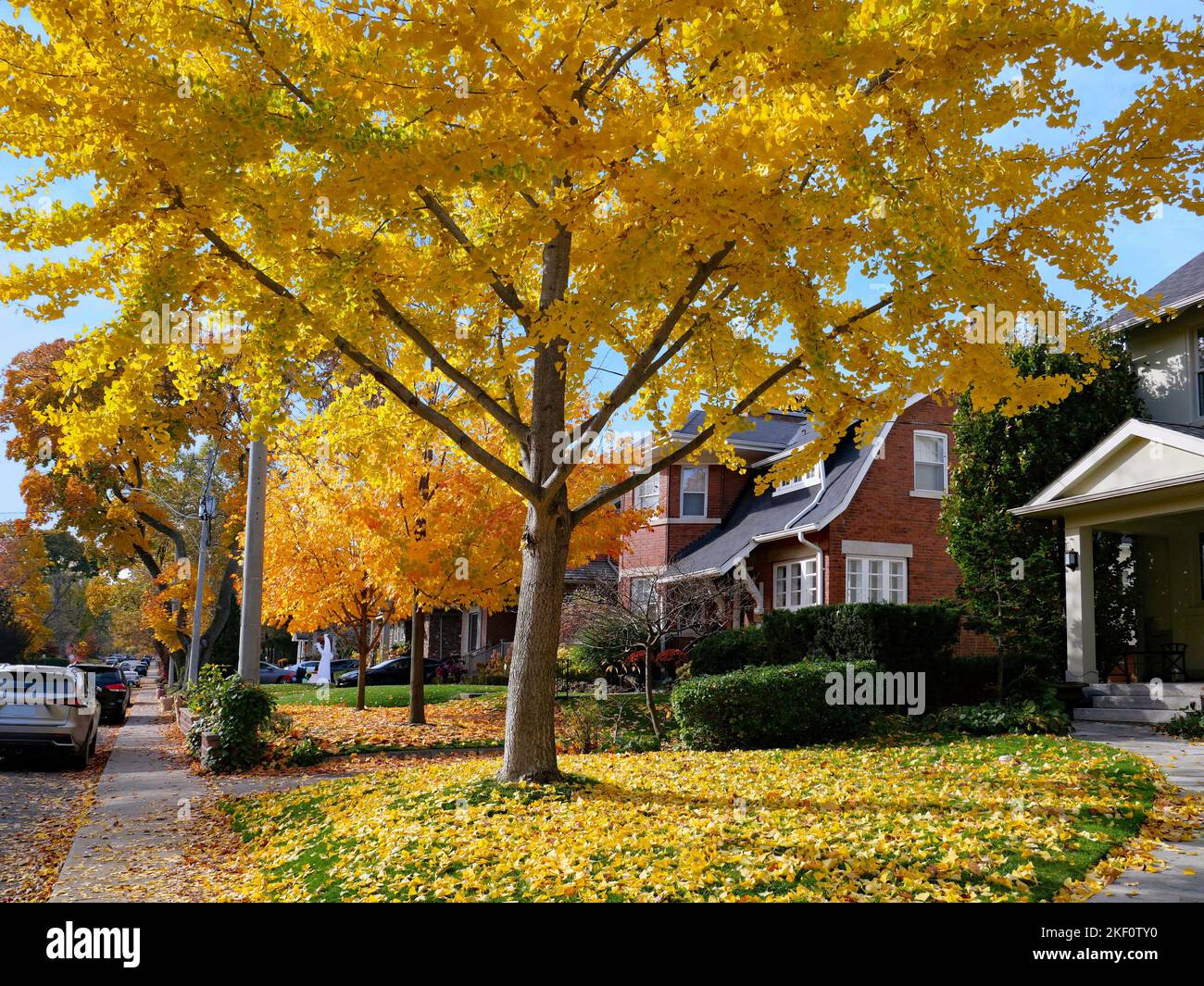 Rue résidentielle suburbaine avec une rangée d'érable de Norvège dans de belles couleurs d'automne jaune doré Banque D'Images