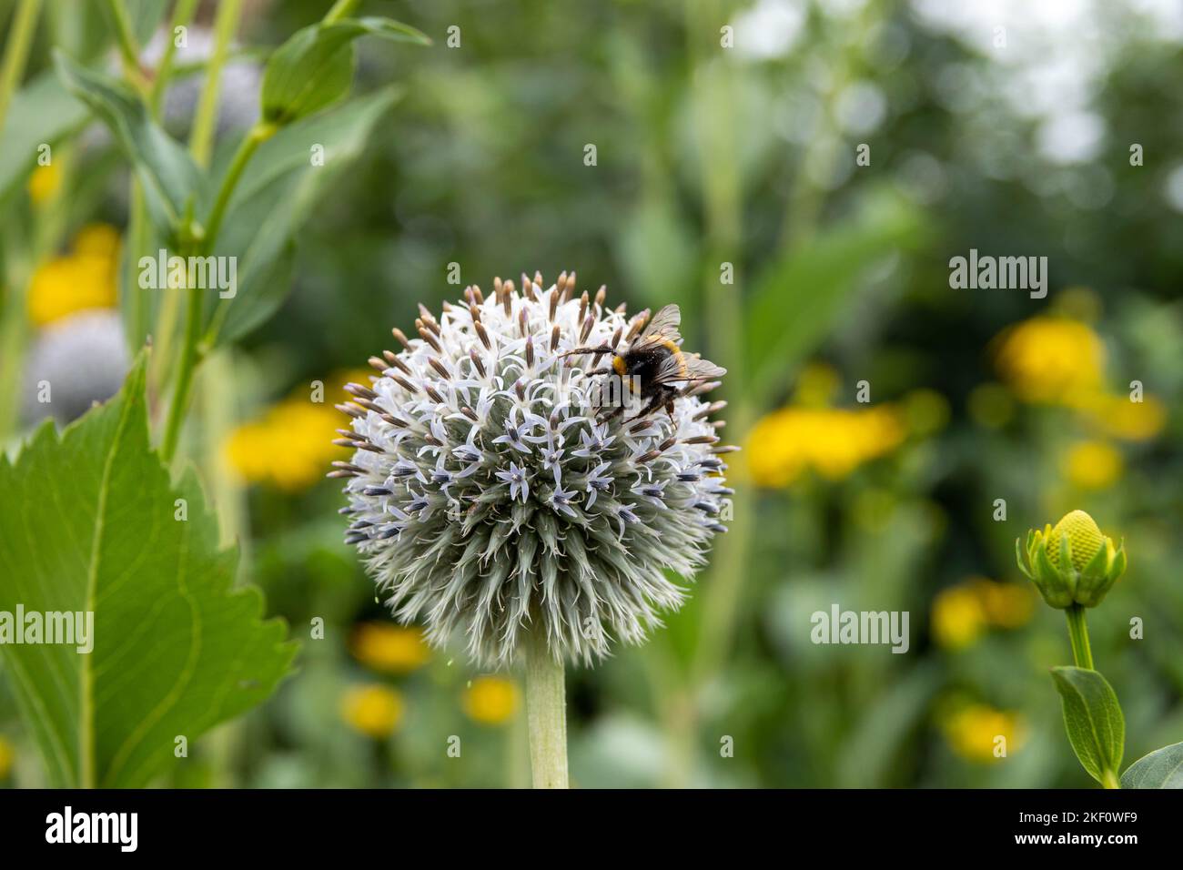 buff abeille sur le chardon de globe avec un fond jaune et vert flou Banque D'Images