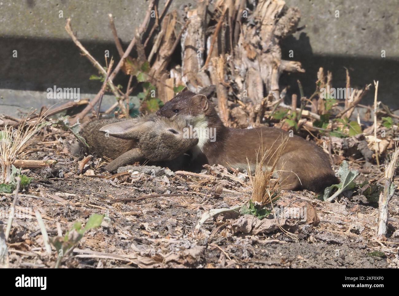Stochez avec le lapin Banque D'Images